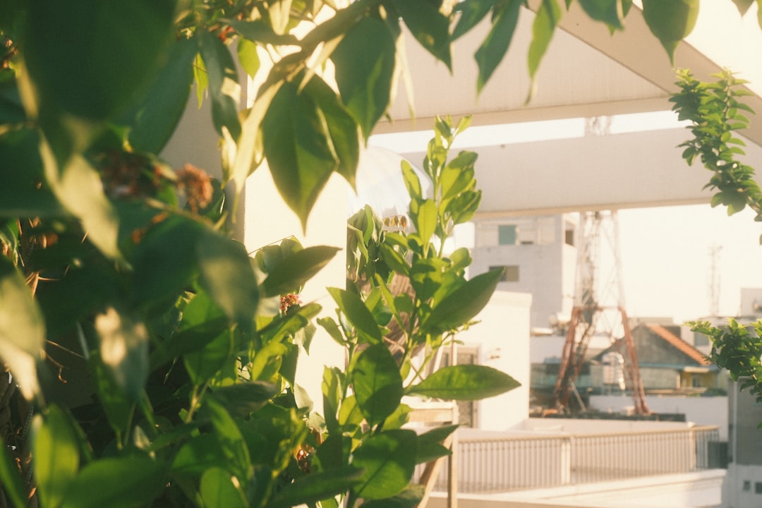 Green leaves and small white flowers on a balcony