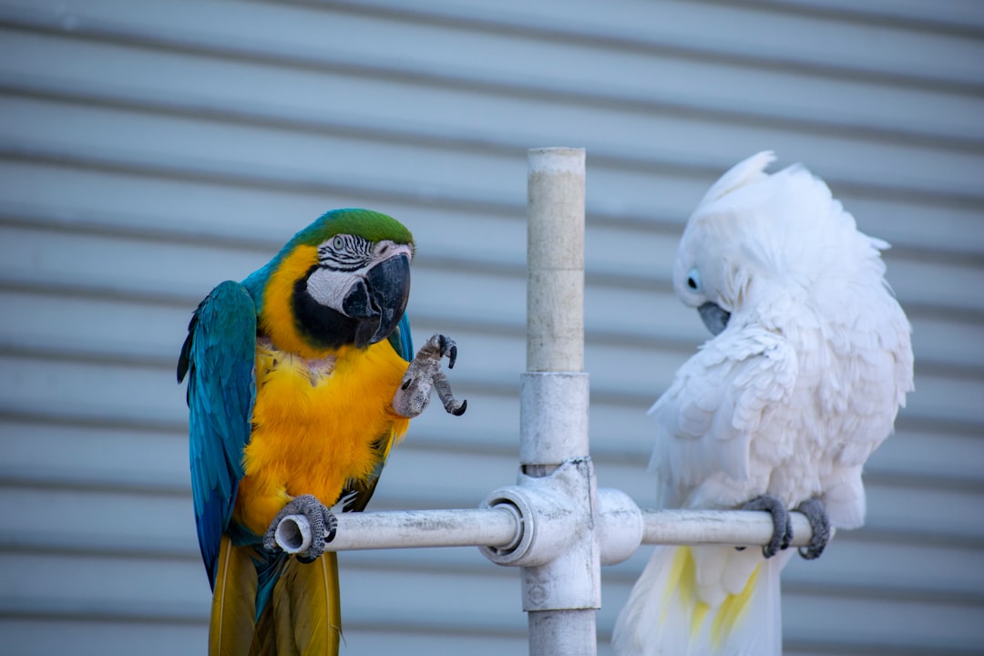 macaw and cockatoo