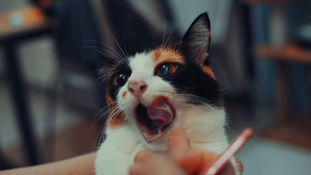 A calico cat mid-lick
