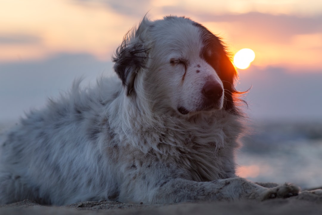 A white and black dog resting at sunset.