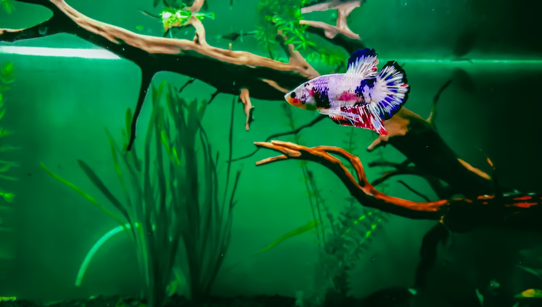 a fish that is swimming in some water