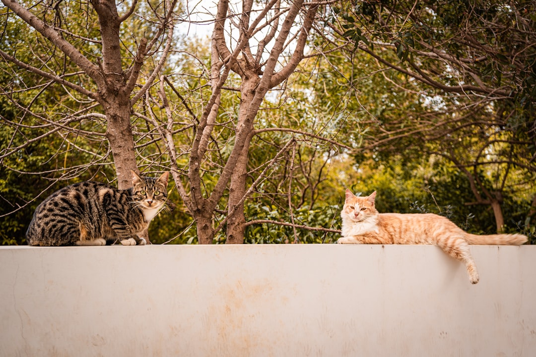 Two cats resting on a white wall outdoors