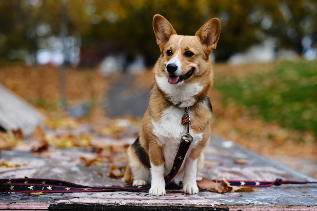 A brown and white dog sitting on top of a wooden bench