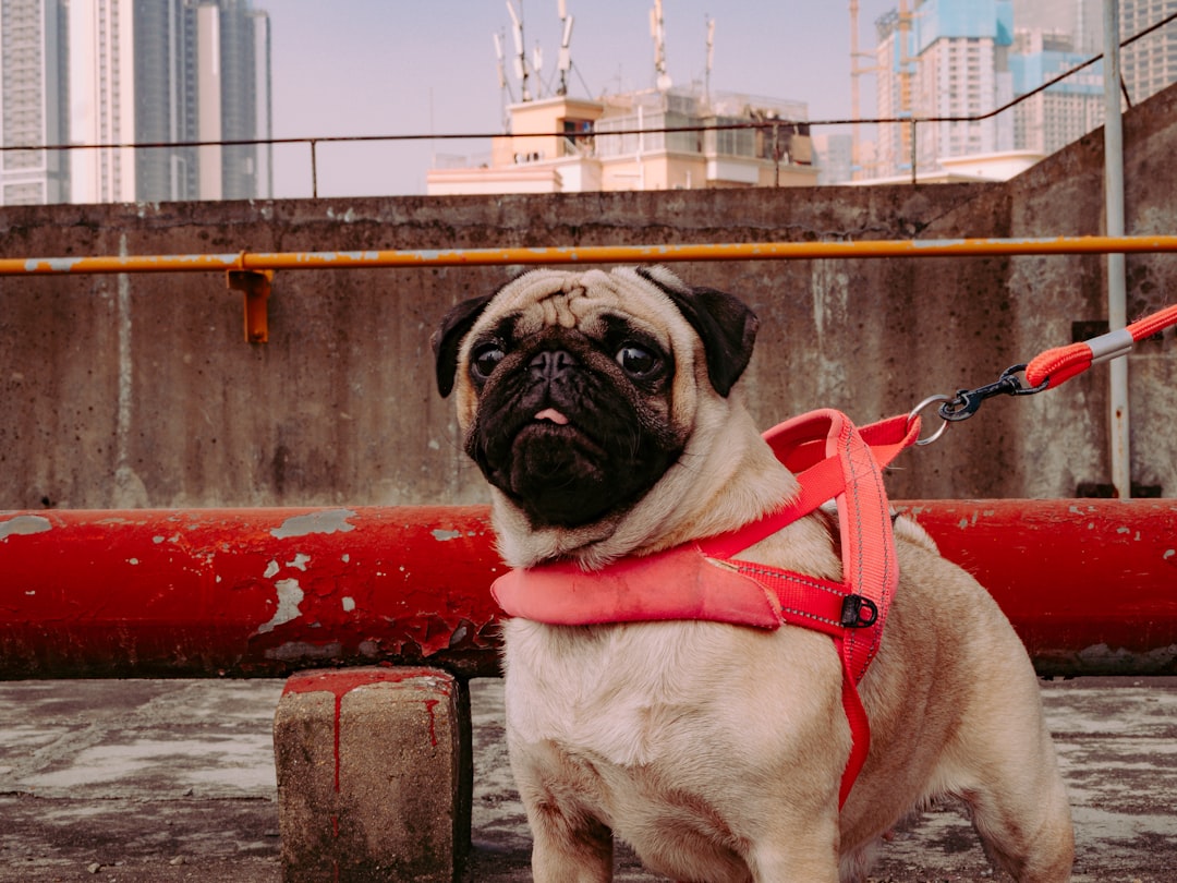 a small pug dog wearing a red leash