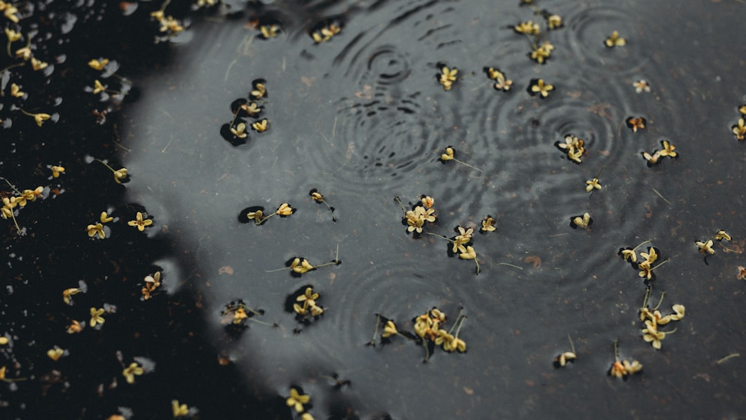 Raindrops creating ripples on a dark surface with yellow debris