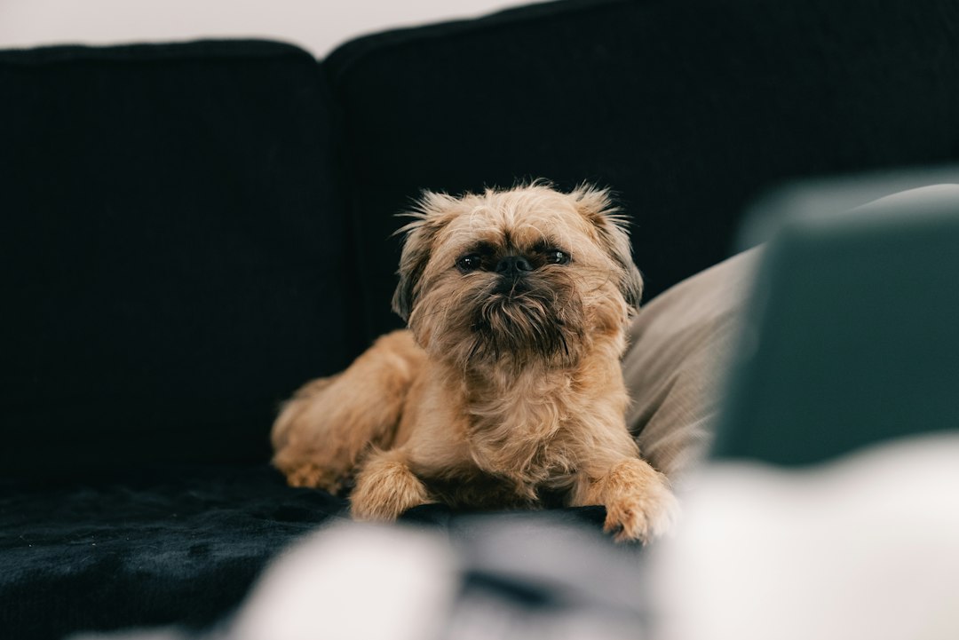 A small tan Brussels Griffon dog lying on a black sofa
