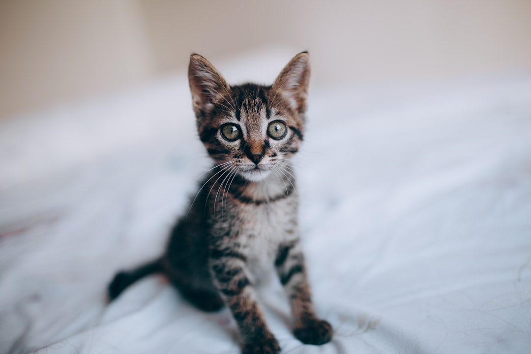 brown tabby cat on white textile