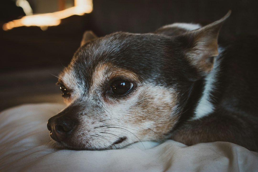 a close up of a dog laying on a bed