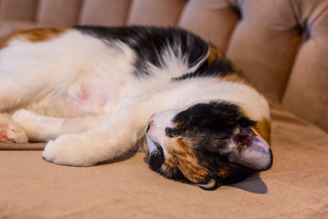 white black and brown cat lying on brown textile