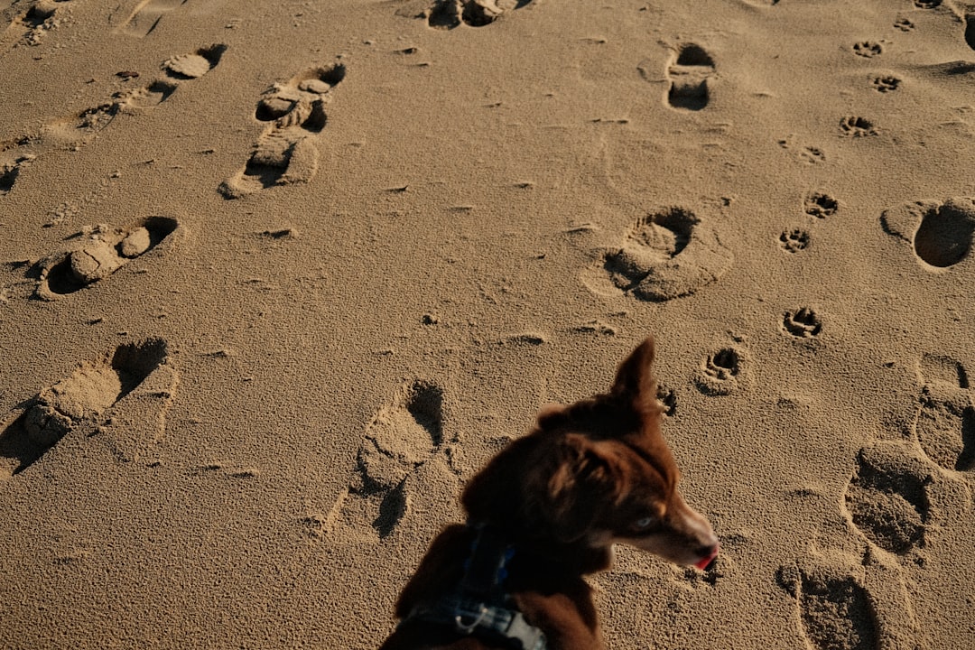 A dog walks on a sandy beach leaving footprints