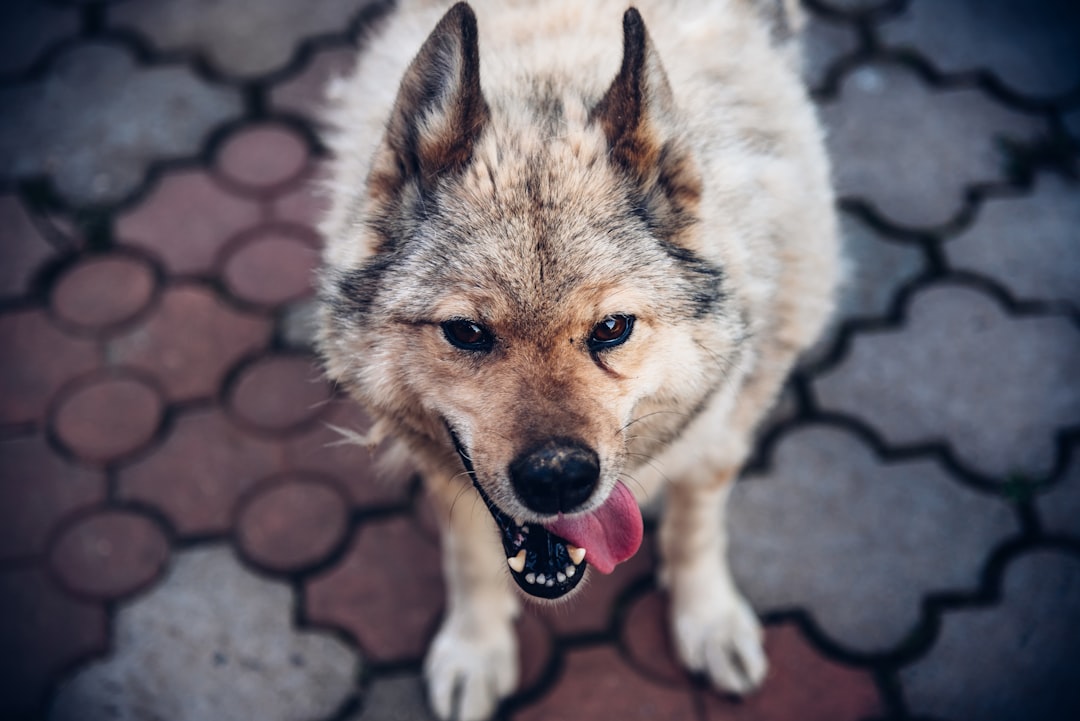 selective focus photography of white dog