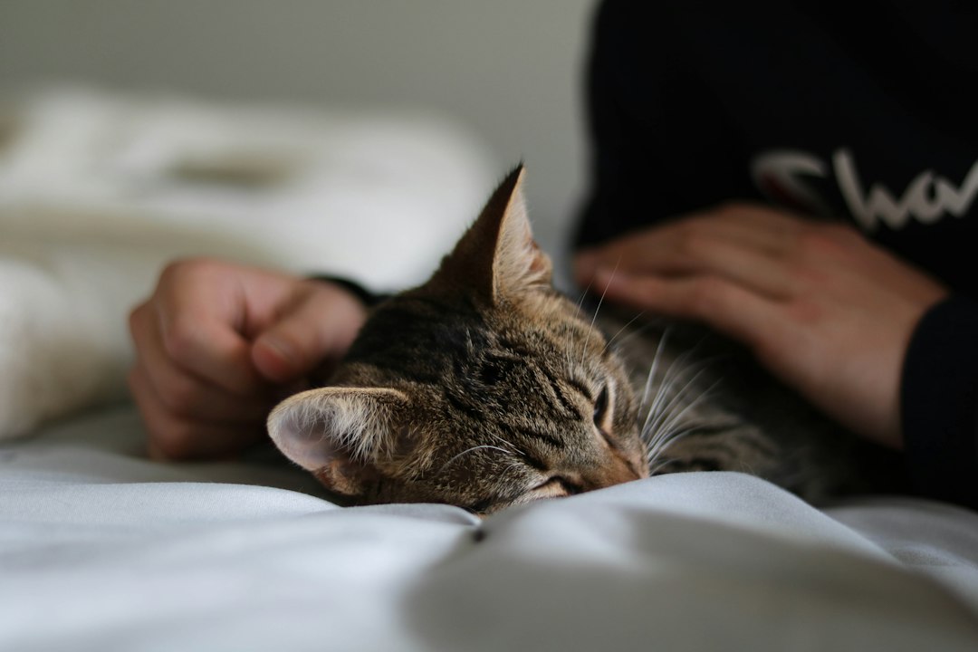 brown tabby cat lying on white textile