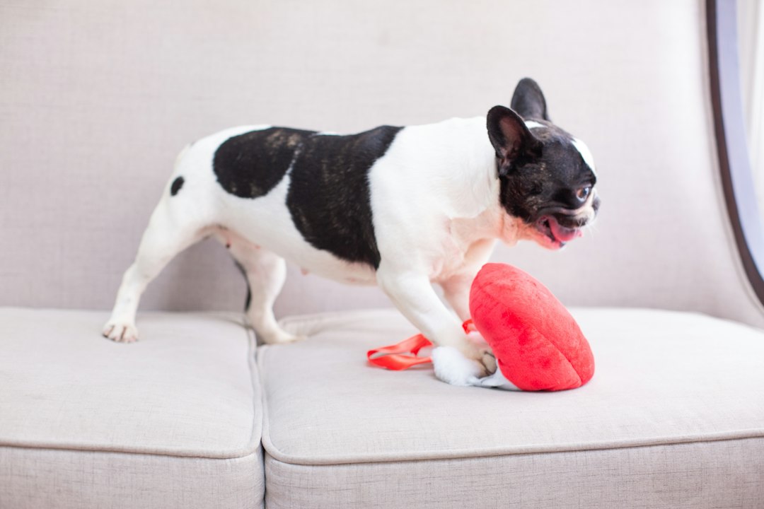 French bulldog stands with a red toy on a couch