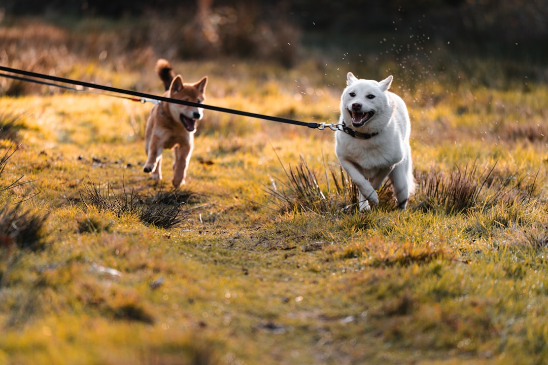 Two dogs running on a leash in a field