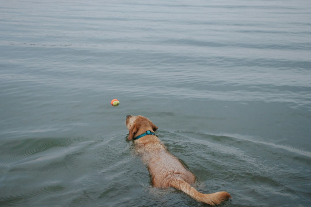 a dog playing with a ball in the water