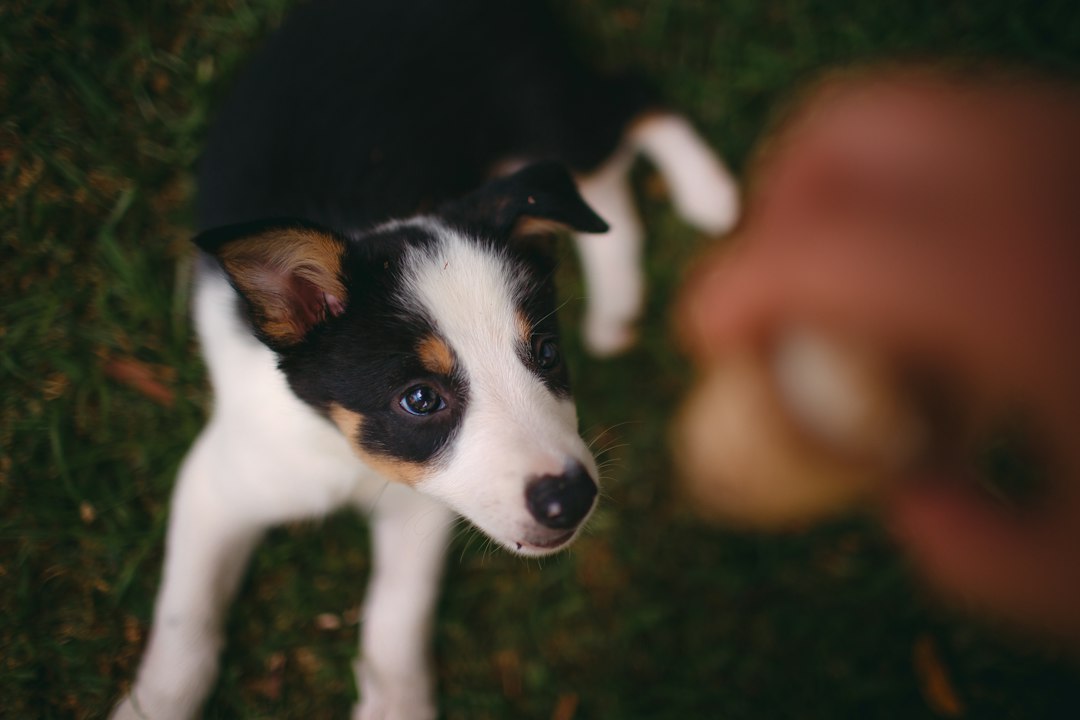 white and black short coated puppy on green grass during daytime