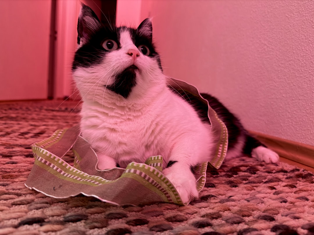 A black and white cat sits in a decorative ribbon