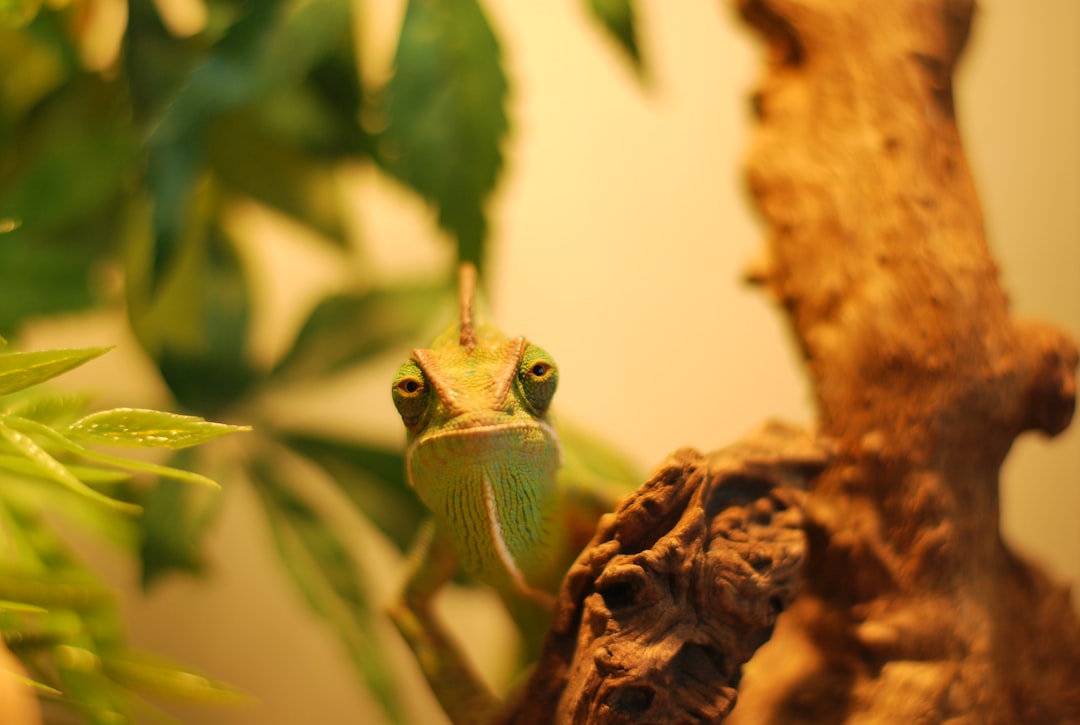 green chameleons