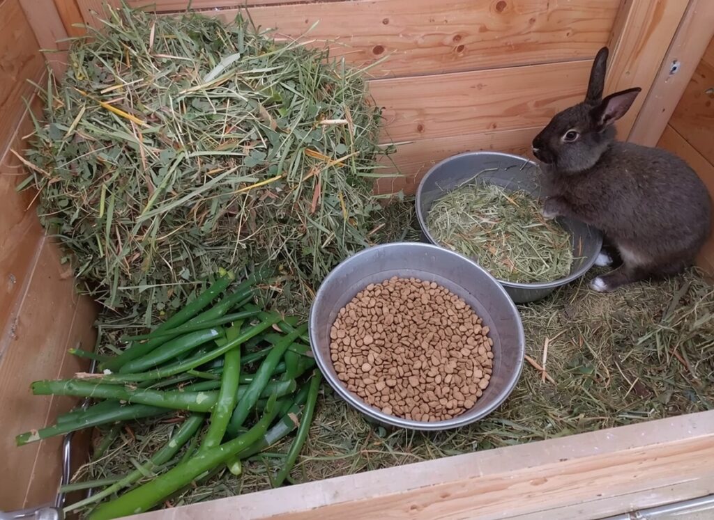 Rabbit diet and nutrition setup showing unlimited hay rack fresh greens and pellet bowl